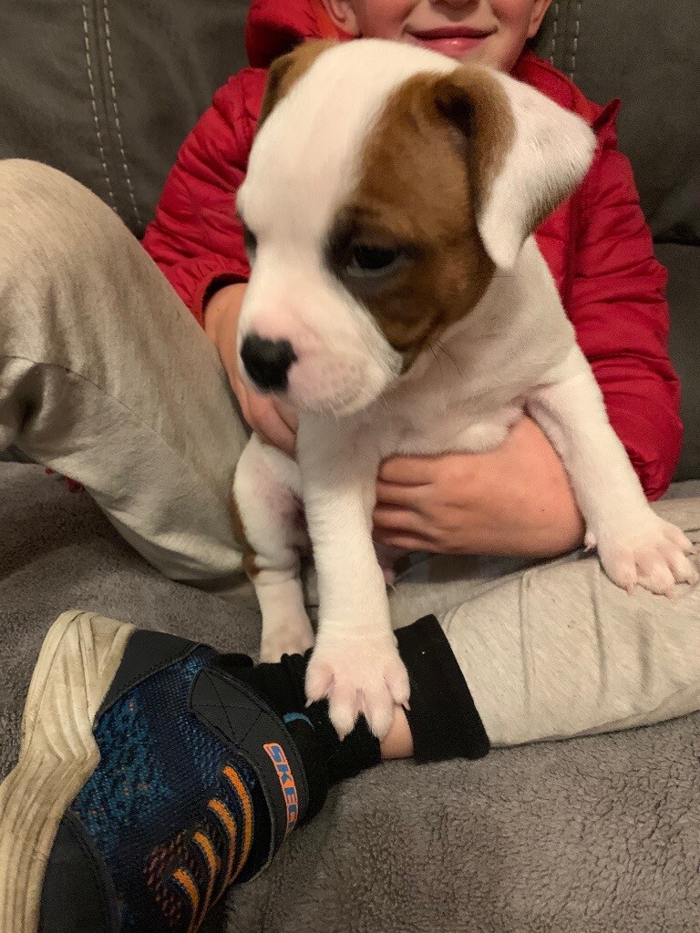 gumtree staffordshire bull terrier puppies